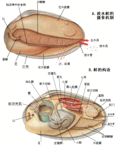 软体动物门 360百科