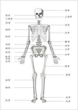 耻骨 360百科