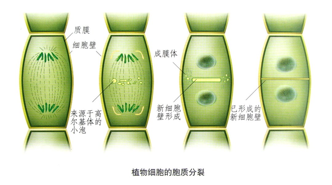 胞质分裂 360百科