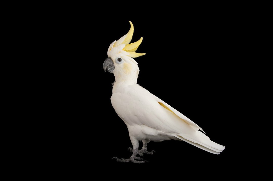 小葵花凤头鹦鹉 360百科