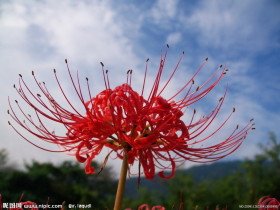 彼岸花 360百科