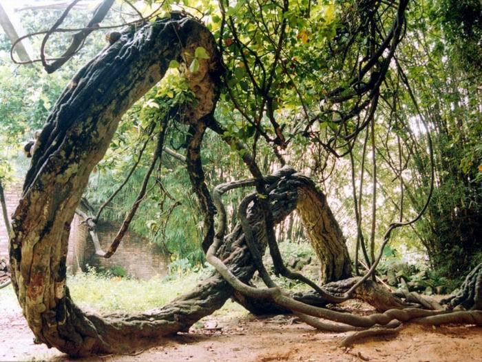 白花鱼藤 360百科