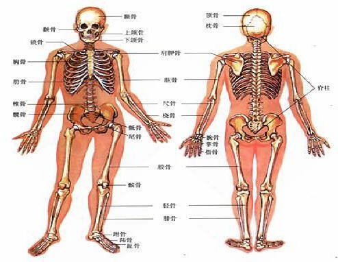人体骨骼 360百科