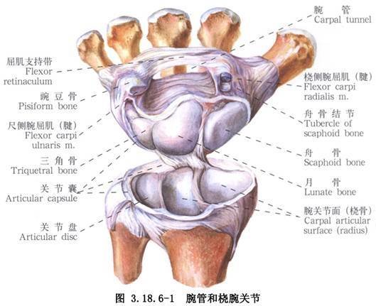 腕关节 360百科