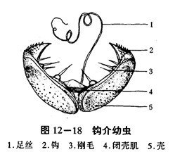 钩介幼虫病 360百科