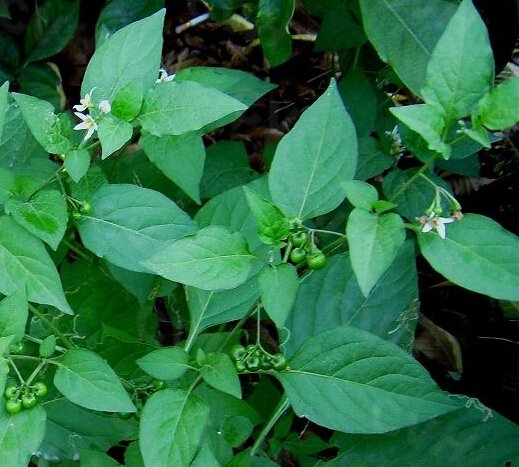 白花菜 360百科 白花菜 360百科