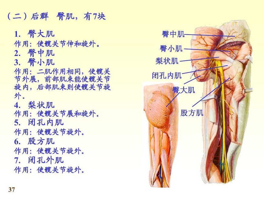 下肢肌 360百科