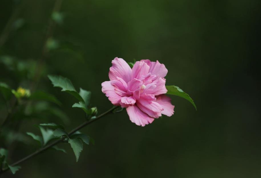 木槿花 360百科