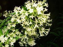 夜香花_360百科