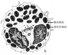 嗜酸性細(xì)胞