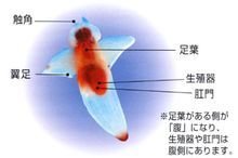 冰海天使_360百科