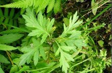 艾草_360百科