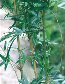 梁山慈竹_360百科
