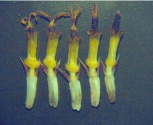 最新解析：花生壳免费域名的使用方法与常见问题解答(花解析图)