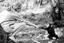 年轻的她牵着一只幼黑猩猩