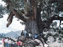 樟树 樟树