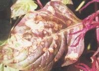 雞冠花葉斑病