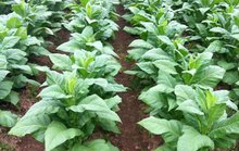 烟草种植与栽培技术专业