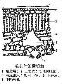 數層,呈長圓柱狀,垂直於表皮細胞,並緊密排列呈柵狀,內含較多的葉綠體