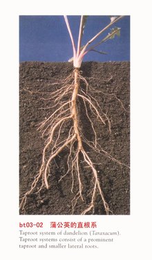 营养器官_360百科