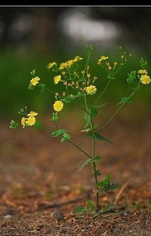 苦荬菜原囊菌