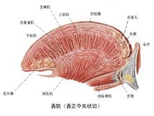 舌肌_360百科