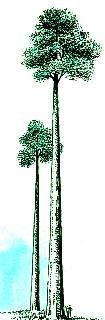 澳洲杏仁桉树_360百科