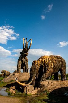 它们的大象牙均匀的向上弯曲着,看起来非常结实据说帝王猛犸象的象牙