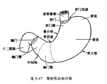 幽门管_360百科