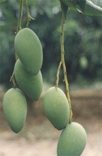 吕宋芒吕宋芒果又叫什么芒果