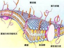 细胞质膜_360百科