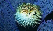 刺豚_360百科