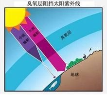 臭氧层让地球上的生物免遭短波紫外线的伤害 臭氧层让地球上的生物免遭短波紫外线的伤害