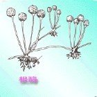 根霉菌_360百科