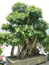 气根_360百科
