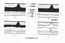 栉蚕_360百科