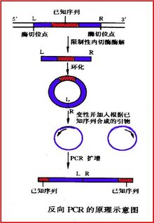 反向PCR_360百科