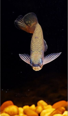 The 12-meter fish tank is too small Colorful Arowagolden arowana sandalwoodna