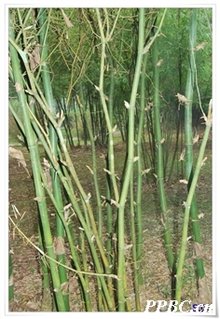 印度簕竹_360百科