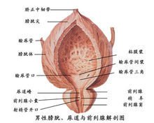 前列腺结构