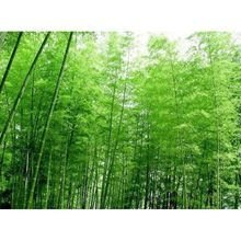 青皮竹_360百科