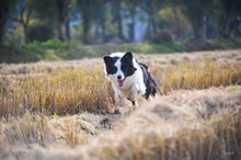 边境牧羊犬奔跑