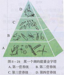 能量金字塔意思 Zhewang