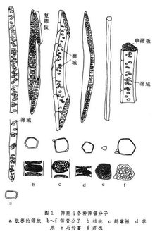 但主要区别在于,筛胞为单个细胞,其端壁不特化为筛板,纵壁上虽有具