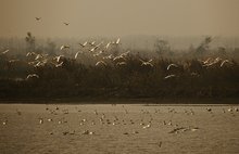 西洞庭湖湿地公园 西洞庭湖湿地公园