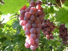 品丽珠配料 品丽珠配料