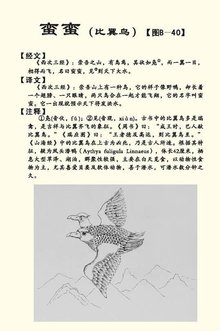 蛮蛮_360百科