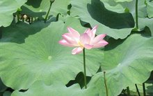 小暑