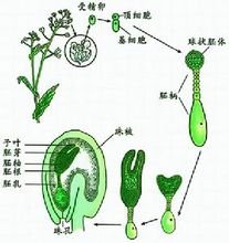种子_360百科