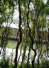 龙柳_360百科